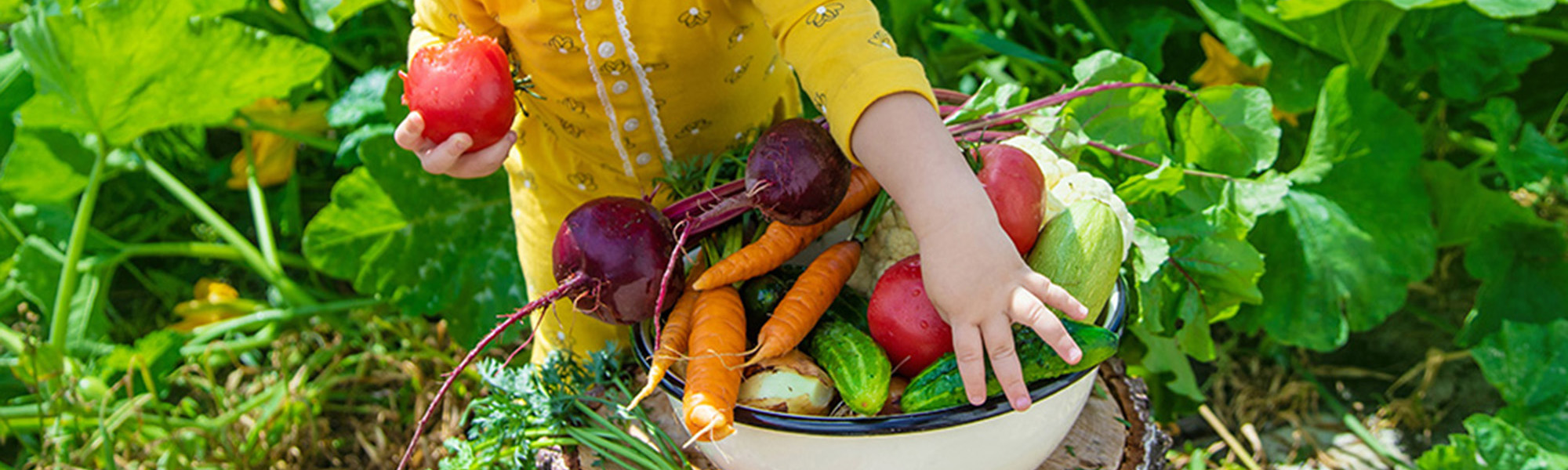 Kind erntet Gemüse im Garten. Es trägt eine große Schüssel gefüllt mit frischem Gemüse.